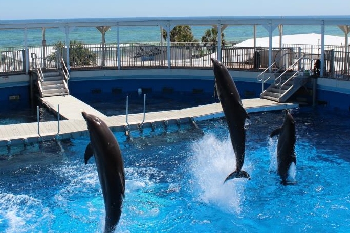 gulfarium marine adventure park